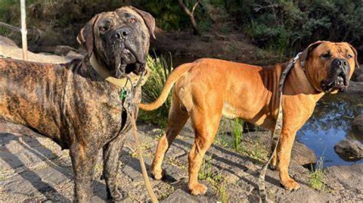 Molly the Boerboel