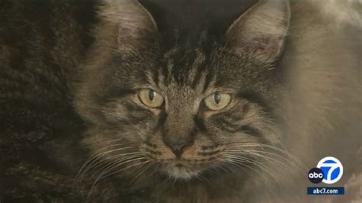 Tabby Brown found dead at 38 Tabby Brown found dead at 38