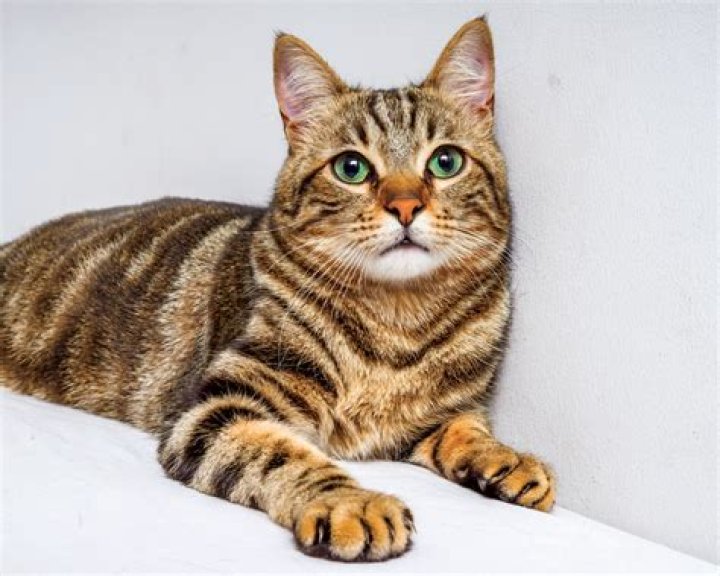 Tabby Brown Tabby Brown